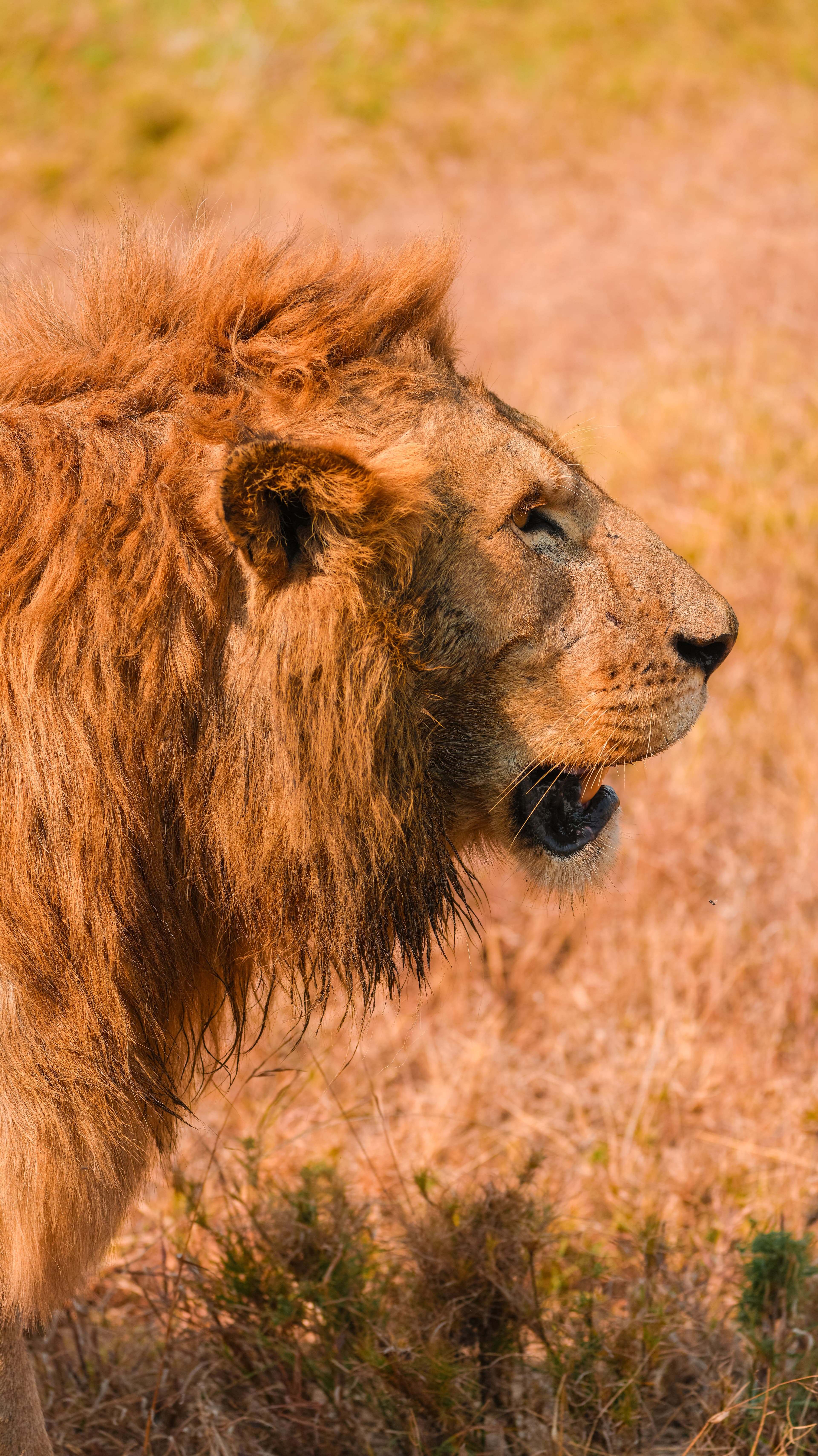 Kenya