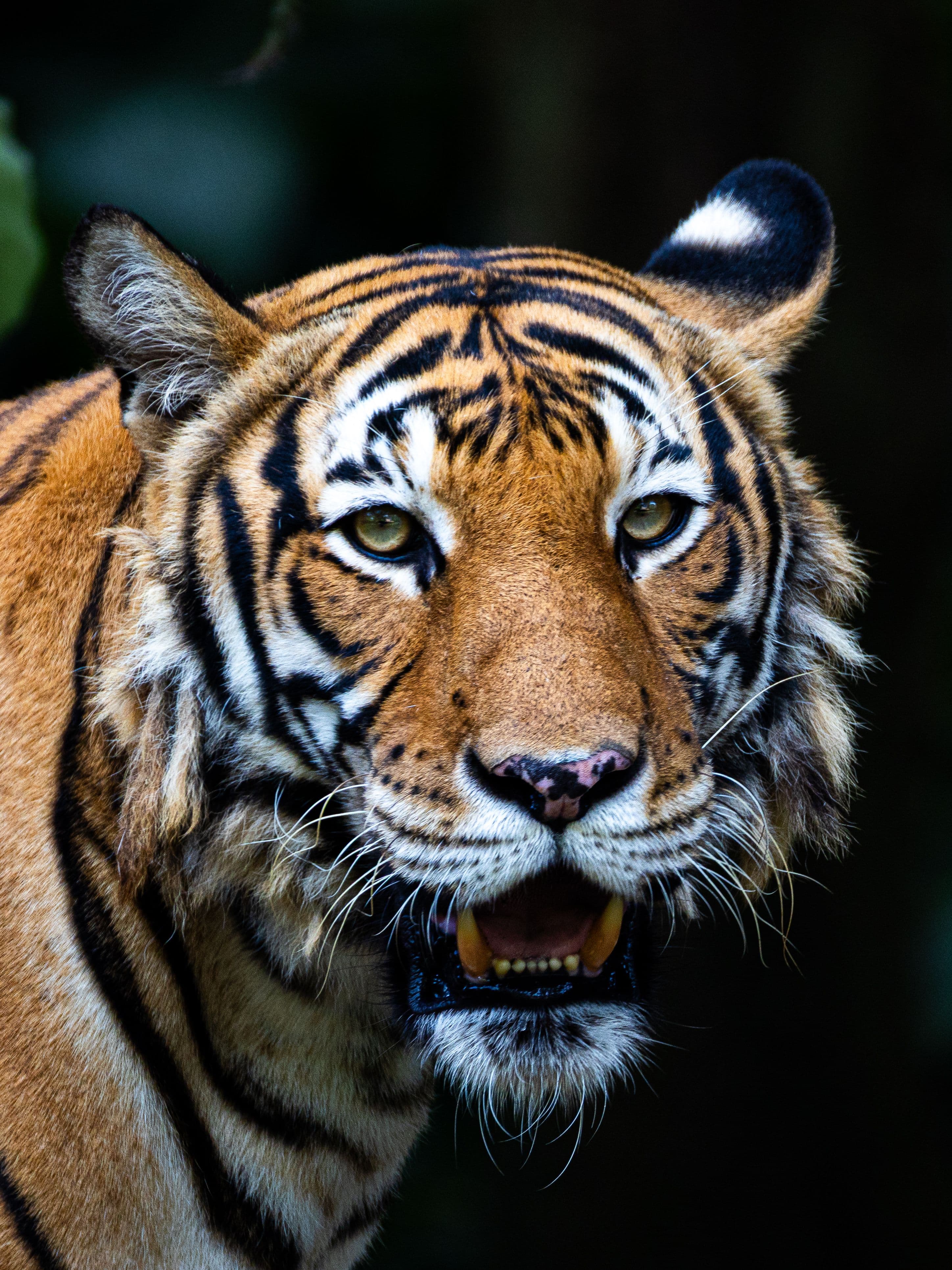 Kanha Pench Tadoba Gallery 1